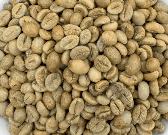  Robusta